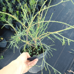 Саджанці туї Filiformis (Філіформіс)