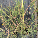 Саджанці туї Filiformis (Філіформіс)