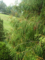 Саджанці туї Filiformis (Філіформіс)