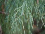 Саджанці туї Filiformis (Філіформіс)