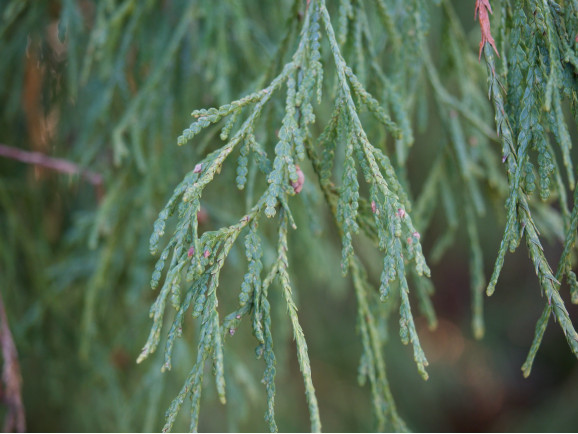 Саджанці туї Filiformis (Філіформіс)