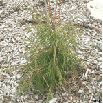 Саджанці туї Filiformis (Філіформіс)