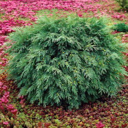 Саженцы кипарисовика Lawsoniana Globosa (Лавсониана Глобоза)