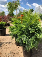 Саджанці кипарисовика Lawsoniana Globosa (Лавсоніана Глобоза)