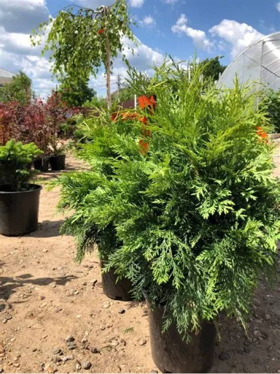 Саджанці кипарисовика Lawsoniana Globosa (Лавсоніана Глобоза)