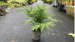 Саджанці кипарисовика Lawsoniana Globosa (Лавсоніана Глобоза)