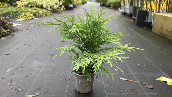 Саджанці кипарисовика Lawsoniana Globosa (Лавсоніана Глобоза)