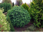 Саджанці кипарисовика Lawsoniana Globosa (Лавсоніана Глобоза)