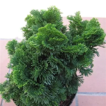 Саджанці кипарисовика Nana Gracilis (Нана Граціліс)
