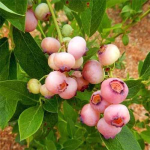 Саджанці лохини Pink Lemonade (Пінк Лемонад)