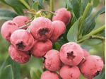 Саджанці лохини Pink Lemonade (Пінк Лемонад)