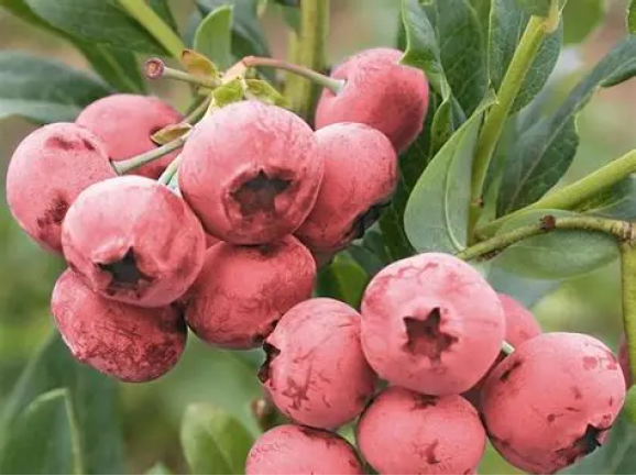 Саджанці лохини Pink Lemonade (Пінк Лемонад)