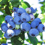 Саджанці лохини Bluecrop (Блюкроп)
