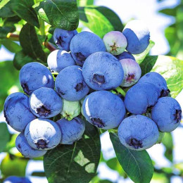 Саджанці лохини Bluecrop (Блюкроп)