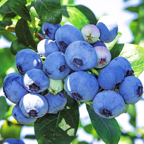 Саджанці лохини Bluecrop (Блюкроп)