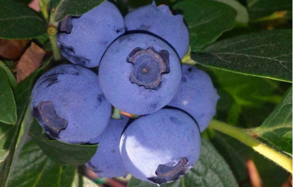 Саджанці лохини Bluecrop (Блюкроп)