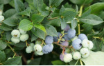 Саджанці лохини Bluecrop (Блюкроп)