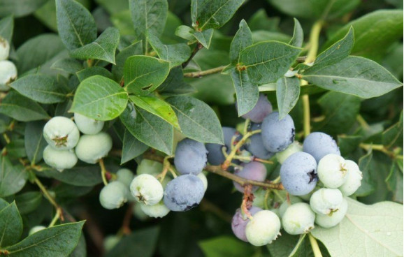 Саджанці лохини Bluecrop (Блюкроп)