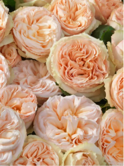 Саженцы розы Джентл Трендсеттер на штамбе