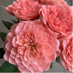 Троянда Мікото Троянда Мікото