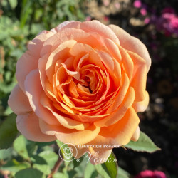 Троянда Принцеса Маргарет (саджанці)