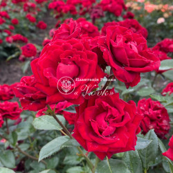 Роза Таманго (саженцы)