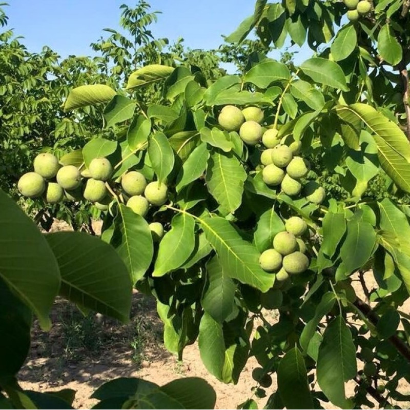 Горіх щеплений Каларашський