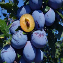 Саджанці сливи Топенд Плюс