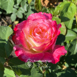 Роза Дабл Делайт
