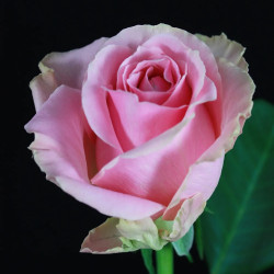 Саженцы розы Уэм