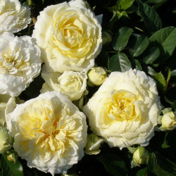 Саженцы розы Надежда Мейяндекор