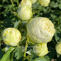 Саджанці троянди Пур Блонд