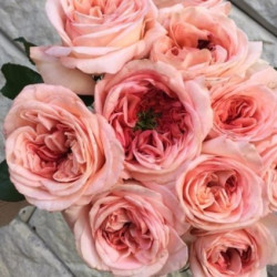 Саджанці троянди Лондон Ай