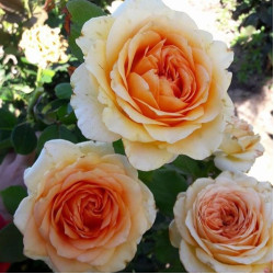 Саджанці троянди Кінг Прайд