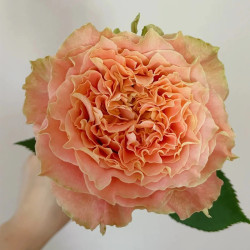 Саджанці троянди Кантрі Спіріт Луїза