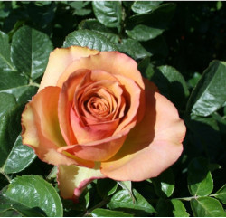 Саджанець троянди Маракеш