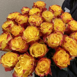 Саджанець троянди Сансет