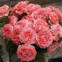 Саджанці троянди Корал Джем