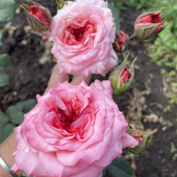 Саженцы розы Белла Линда Круэлл