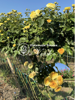 Роза Луна Тренсеттер штамб