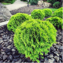 Туя Mirjam (Мириам) (саженцы)