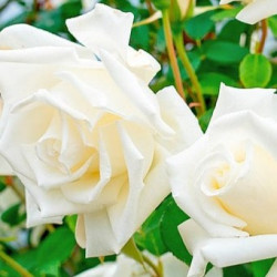 Саджанці троянди Місіс Герберт Стівенс