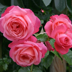 Саджанець троянди Розанна