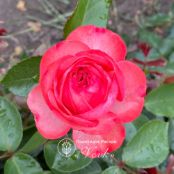 Саженцы розы Антик