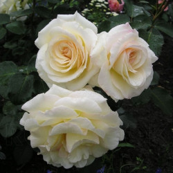 Саженцы розы Шнеевальцер