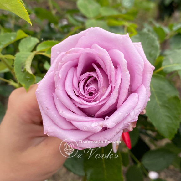 Роза Индиголетта