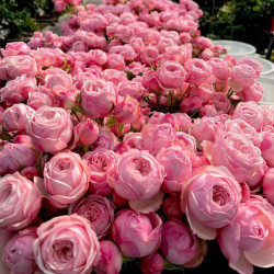 Саджанці троянди Менсфілд Пінк Парк