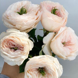 Саджанці троянди Чаріті