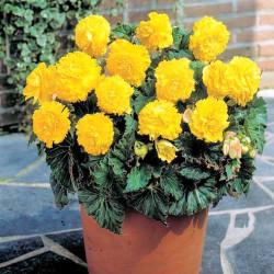Клубни бегонии Fimbriata Yellow