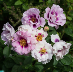 Саженцы розы Айс фо Ю